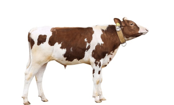 КРЮГЕР РЕД 8726 ЕТ